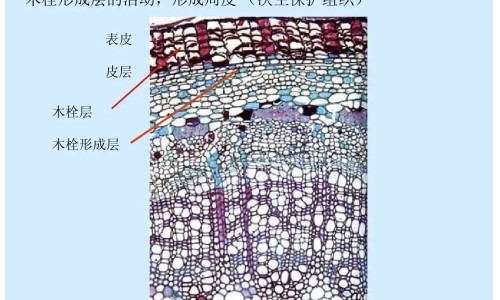 障视明眼药水副作用网—知名的障眼明说明书网站,分享障视明眼药水多少钱一瓶知识